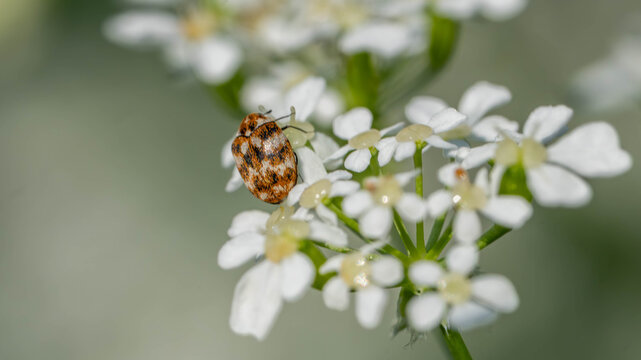 Bio Diversity - Bug - Anthrenus verbasci - Carpet Beetle in the Wild - Pest Control