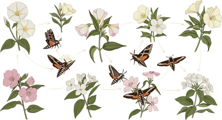 Hawk moth pollination life cycle infographic diagram showing insects feeding on blooming wild flowers vector isolated illustration © MdNipon