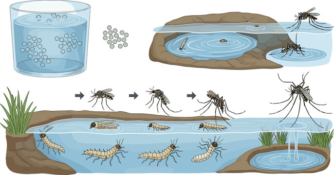 Mosquito life cycle infographic chart showing growth stages from eggs to larva pupa and adult insect vector