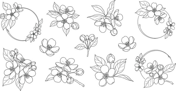 Apple blossom line art set with round floral frames botanical branches leaves and contours vector illustration