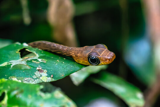 Striped Bronzeback Snake, Dendrelaphis caudolineatus, aka Grey Bronzeback on a Branch in the Amazon rainforest in Brazil.