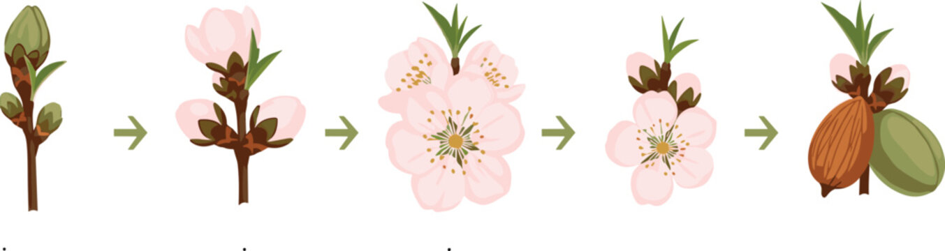 Almond tree life cycle infographic showing growth stages from bud to bloom and fruit vector illustration