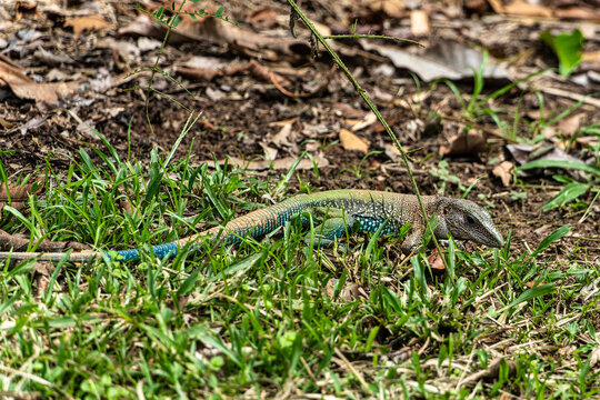 Ameiva ameiva or Amazon racerunner, species of lizard in the family Teiidae found in Central and South America
