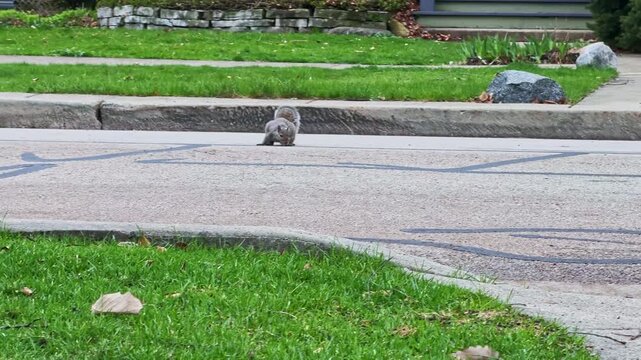A squirrel is walking on the asphalt of a street in a residential neighborhood. The scene shows green grass and a few rocks by the roadside. Clouds are visible in the sky.