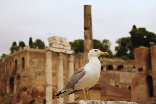 A bird standing in Domus Flavia