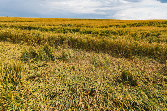 crops in the field that have been flattened by strong winds or heavy rain