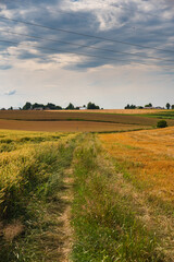 Fototapeta premium a dirt track through the fields, almost overgrown