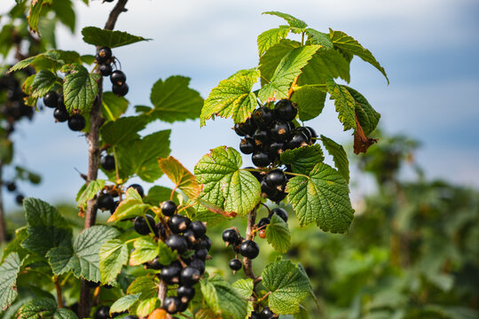 a close-up of fruit-bearing blackcurrant bushes growing in a field