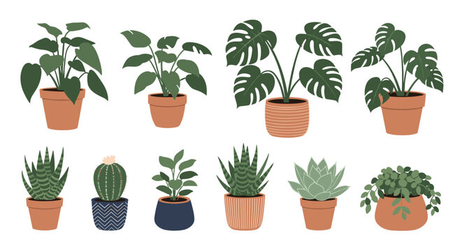 Variety of common indoor houseplants in different clay and decorative pots including succulents and monstera.