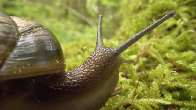Snail examines moss and leaves. Glistening shell reflects moisture as they traverse leaf litter. Snail uses its antennae to evaluate surface of moss while moving Selective focus.