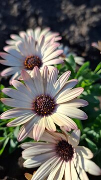beautiful white daisies or adonis in a flowerbed