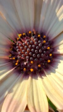 beautiful white daisies or adonis in a flowerbed