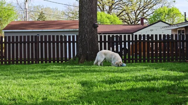 A dog sniffs the grass in a backyard surrounded by a wooden fence and a house. Trees provide shade while the sunlight brightens the scene.