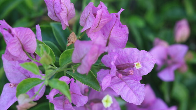 Pink Bougainvillea Flower Beauty | Stunning Paper Flower Garden