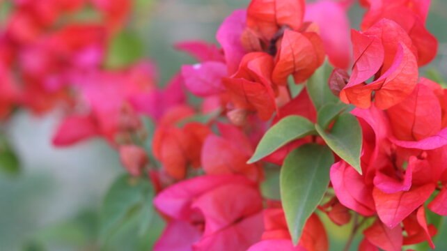 Beautiful Pink Petunia Flower Close-Up