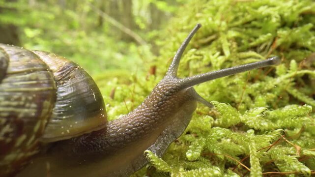 Snail on trail. Resilient snail traverses lush green undergrowth. Serene scene of snail slowly journeying across moist mosscovered terrain amidst peaceful surroundings Selective focus.