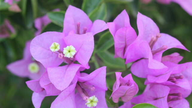 Beautiful Pink Petunia Flower Close-Up