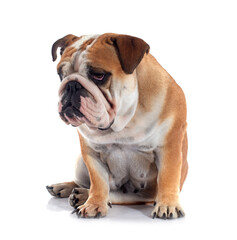 Fototapeta premium english bulldog