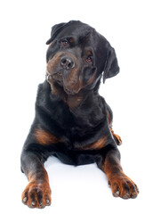 Fototapeta premium purebred male rottweiler