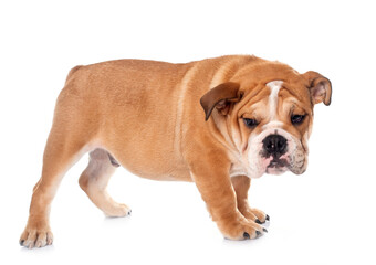 Obraz premium young english bulldog