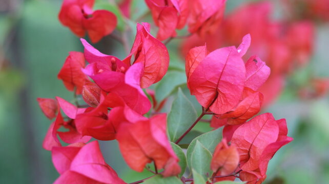 Beautiful Pink Petunia Flower Close-Up