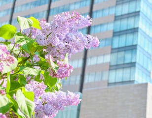 札幌・大通公園に咲くライラックと都心の高層ビル Lilacs blooming in Odori Park and high-rise buildings in central Sapporo © FRAGMENTSOFHOKKAIDO