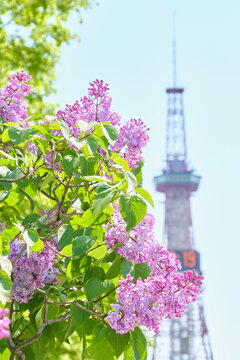 札幌・大通公園に咲くライラックとさっぽろテレビ塔 Lilacs in bloom at Odori Park and Sapporo TV Tower