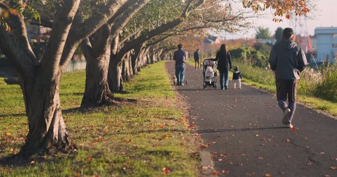 People walking along colorful trees alley in sunny autumn Japan. Woman with stroller, small child enjoying family walk. Man jogging through park in calm nature. Outdoor recreation. Wellness concept