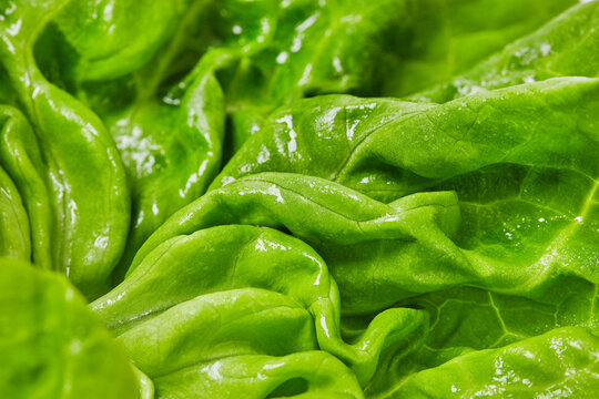 Fresh butter lettuce macro with water droplets