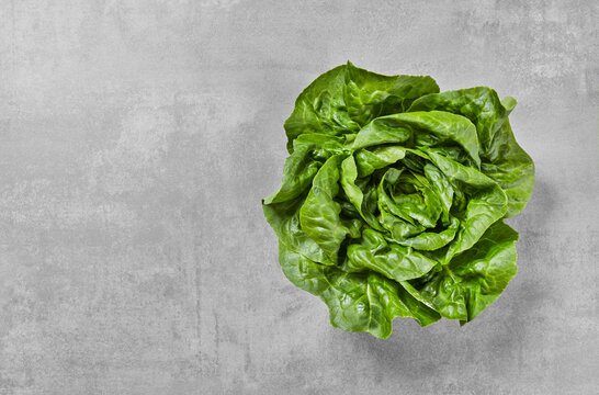 Fresh green lettuce on gray concrete background