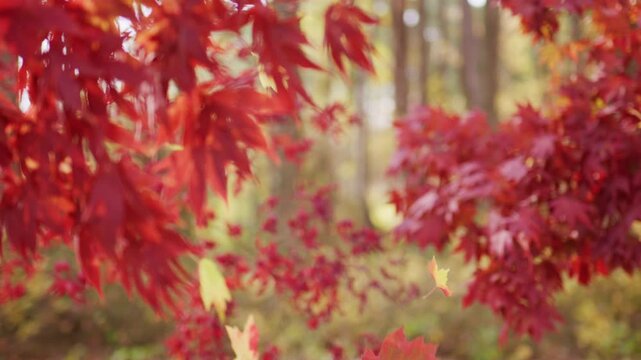 Autumn fall by golden nature. Fall nature colors. Golden fall movement. Autumn seasonal design. Autumnal mood. Maple leaves in autumn forest.