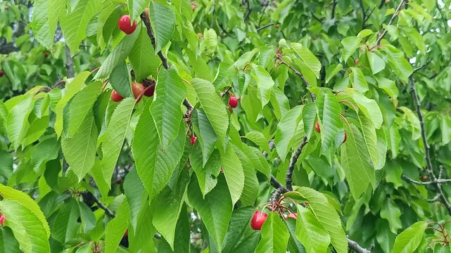 Cerises m&ucirc;res sur un cerisier