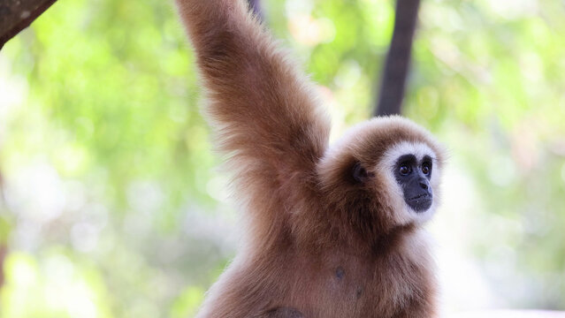 White-Handed Gibbon Hanging from a Tree Branch in Khao Kheow Zoo