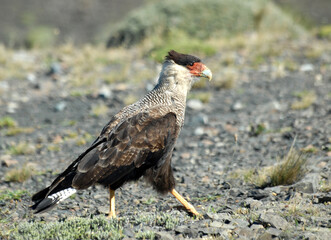 Caracara huppé © gparigot