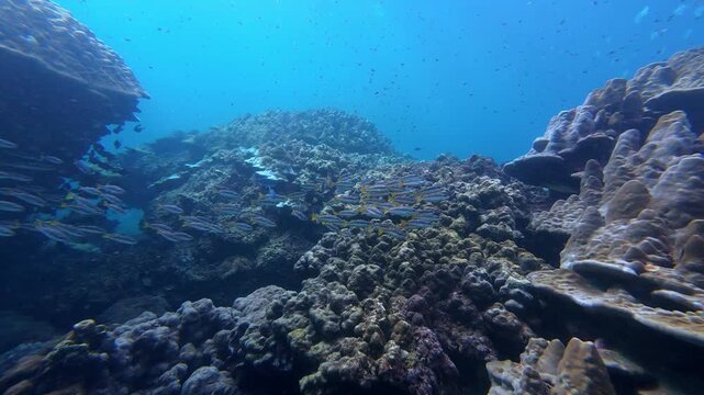 Phi Phi Island, Thailand: Slow motion underwater footage of schooling stripey snapper fish swimming between corals during diving in Ko Bida Nok dive site near Phi Phi Island of Krabi, Thailand