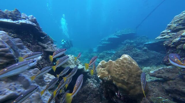 Phi Phi Island, Thailand: Underwater footage of  following schooling stripey snapper fish swimming between corals and revealing divers in Ko Bida Nok dive site near Phi Phi Island of Krabi, Thailand