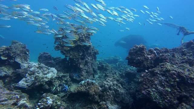 Phi Phi Island, Thailand: Underwater footage of schooling stripey snapper fish swimming above corals during diving in Ko Bida Nok dive site near Phi Phi Island of Krabi, Thailand