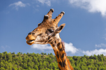Giraffe side profile portrait with dramatic storm clouds and forest background, wildlife animal close up in nature © StockMediaSeller