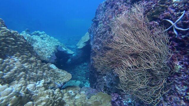 Phi Phi Island, Thailand : Underwater footage a coral fan during a scuba diving trip in the famous Ko Bida Nok dive site in the Andaman sea near Ko Phi Phi in Thailand. 