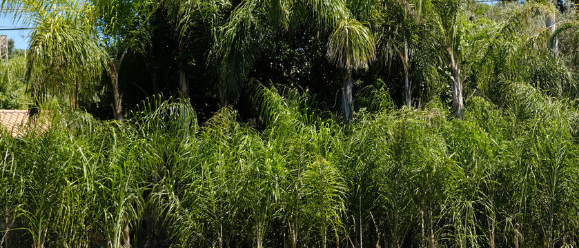 Dense tropical palm grove with lush green fronds in bright sunlight, featuring areca palms and exotic garden foliage for nature backgrounds.