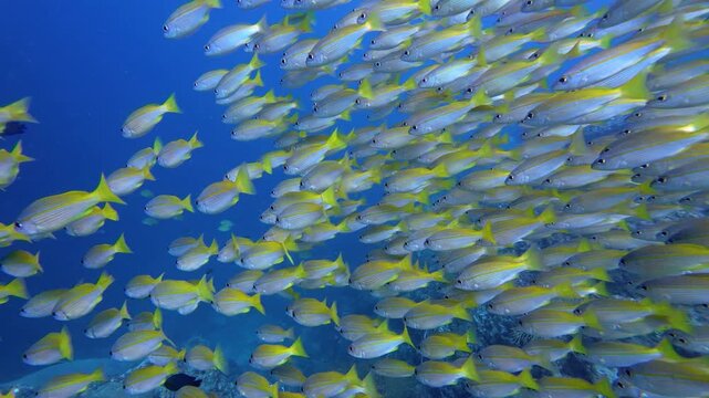 Phi Phi Island, Thailand: Slow motion cinematic footage of schooling yellow tail fusilier fish during diving in Ko Bida Nok dive site near Phi Phi Island of Krabi, Thailand