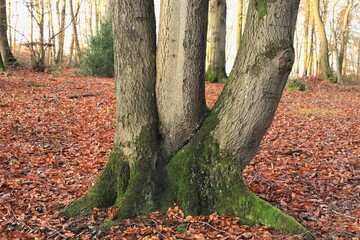 Dreistämmige Buche, Mehrbrüderbaum, ein mehrstämmiger Baum, der historisch durch eine spezielle Pflanzmethode auf ehemaligen Hudeflächen (Viehweiden) entstanden ist. D, NRW, NP Arnsberger Wald.  © Volkmar
