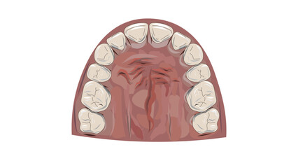 Vector illustration of human maxillary dental arch and palate © SherOdagi
