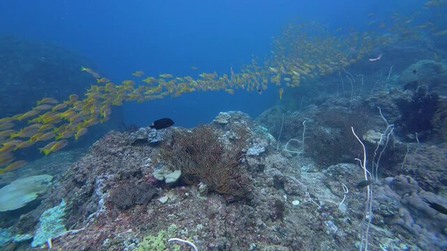 Phi Phi Island, Thailand: Underwater footage following schooling yellow tail fusilier fish swimming above coral reef during diving in Ko Bida Nok dive site near Phi Phi Island of Krabi, Thailand