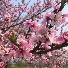 Fototapeta premium Cherry Blossoms under Spring Sky, Korean Spring Landscape Pink Plum Blossoms in Bloom, 감성 봄꽃 사진 Cherry Blossom Tree in Full Bloom Spring Sakura Flowers with Blue Sky Background Beautiful Pink Blossoms