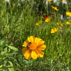 Fototapeta premium Yellow Flowers Blooming in the City, Urban Spring Garden Bees on Yellow Blossoms in Urban Nature, 감성 꽃사진 Rose and Coreopsis Flowers under Sunlight, Spring Floral Background Touching Spring Flowers in 