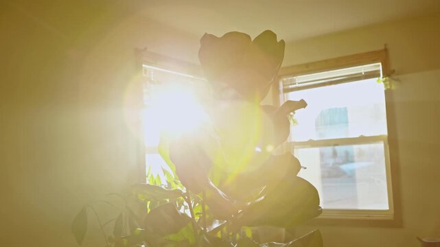 Sunlight streams through windows, casting light on a flower plant. The scene shows the plant's shadow outlined against a bright background in the room.