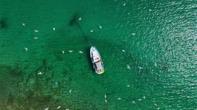 Amazing aerial view of a fishing boat sailing in the turquoise sea, followed by a large flock of seagulls flying around, attracted by the prospect of food from the returning vessel