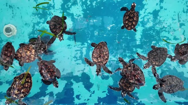 Top-down baby sea turtle hatchlings swimming in conservation tank, in Los Roques marine centre, rehab care before release, hope, survival, rescue, wildlife protection.