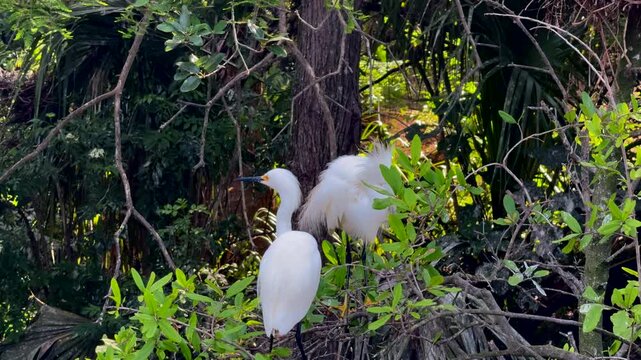 Snowy egrets at a nest
